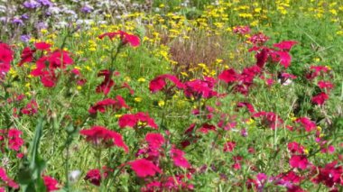 Yazın açan parlak kırmızı ve sarı kır çiçekleri.