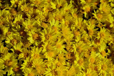 Parlak sarı çiçekler bahçeyi doldurur, güneşli bir sabahta sıcacık ışıldar..