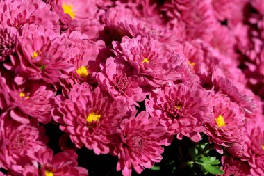 Güzel bir dizi pembe kasımpatı baharda doğanın renkli görüntülerini sergiliyor..