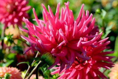 Pembe taç yapraklarıyla süslenmiş parlak renkli yıldız çiçekleri sıcak güneşin altında gelişir..