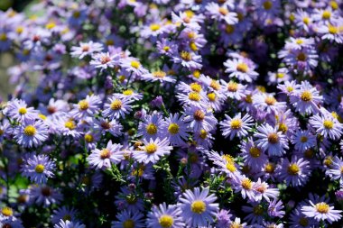 Mor yıldız kümesi renkle dolup taşar, ilkbaharda ılık güneş ışığında güneşlenir..