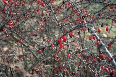 Parlak kırmızı meyveler dikenli çalılardan sarkır, sonbaharın özünü yakalar..