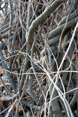 Twisting vines and branches create a complex natural tapestry in woods. clipart