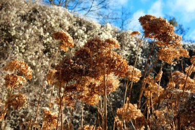 Rustling golden grasses dance in the gentle breeze, framed by bright skies. clipart