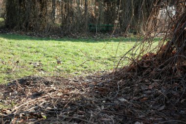Bereketli yeşil çimenler, açık bir alanda sonbahar yapraklarıyla sıcak güneş altında buluşur..