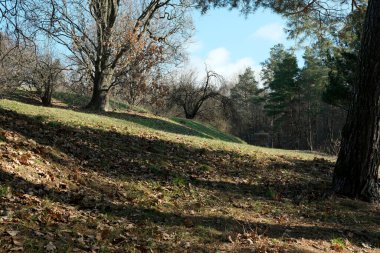 Gün ışığı ağaçların arasında dans ederken yapraklar toprağı kaplar..