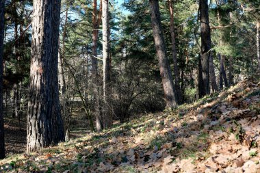 Güneş ışığı uzun ağaçların arasından süzülür, sakin bir orman inzivasını gözler önüne serer.