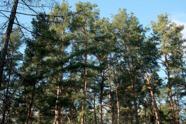 Güneş ışığı orman tepe örtüsünün içinden süzülüp yeşil çam dallarını vurguluyor..