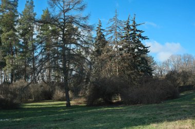 Ağaçlarla çevrili yeşil çayırlar sakin bir atmosfer yaratır..