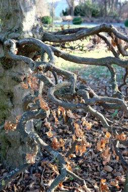 Gnarled dalları zarif bir şekilde sarmalanır sakin bir bahçede düşen yaprakların arasında.