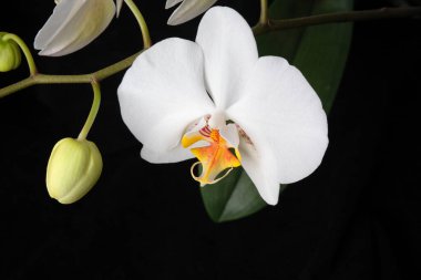 Kokulu beyaz orkide çiçekleri karmaşık ayrıntıları ve canlı renkleri ortaya çıkarır..