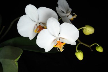 Canlı beyaz orkideler güzel yapraklar ve narin tomurcuklar sergiler..