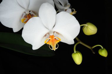 Hassas beyaz orkideler koyu bir arkaplan karşısında canlı renkler sergiler.