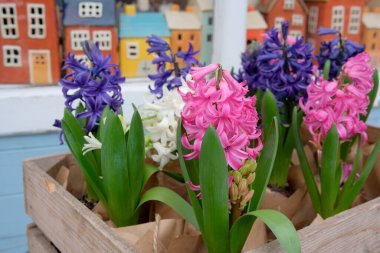 Parlak renkli sümbüller minyatür evlerin arka planında sergileniyor..