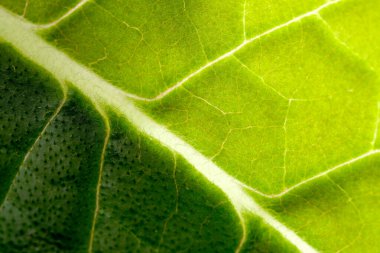 Güneş ışığı, canlı yeşil bir yaprağın hassas damarlarını ve dokusunu ortaya çıkarır..