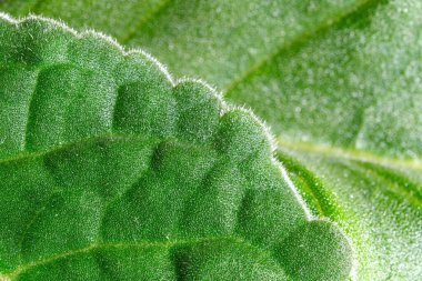 Yakından incelendiğinde parlak yeşil yapraklar ve ince dokular görünüyor..
