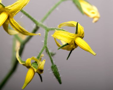 Zarif sarı çiçekler fışkırıyor, doğanın zarafetini ve canlılığını sergiliyor..