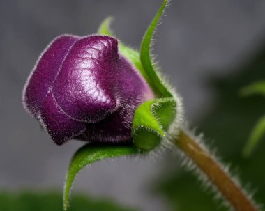 Güzel, mor bir tomurcuğa yakın çekim. Çiçek açmaya hazır. Güzel dokuları var..