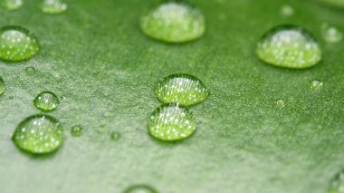 Su damlacıkları yemyeşil bir yaprağın üzerinde dinleniyor, doğanın güzelliğini vurguluyorlar..