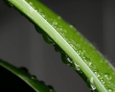 Su damlacıkları yemyeşil bir yaprağa tutunur, huzurlu bir anda ışığı yansıtırlar..