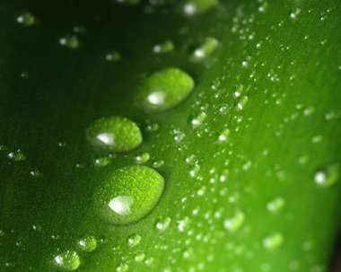 Taze çiy, yemyeşil bir yaprağın üzerinde dinleniyor. Sabah ışığını çok güzel yakalıyor..