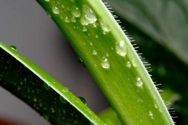 Çiy damlaları özenle yemyeşil yapraklara yapışır..