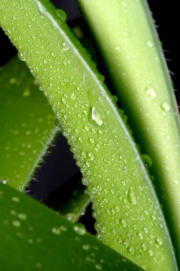 Yağmur damlaları yeşil aloe yapraklarını süsler, doğanın güzelliğini gözler önüne serer..