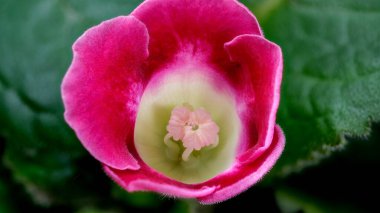 Göz kamaştırıcı pembe bir çiçek açar güneşli bir günde, hassas iç yaprakları ortaya çıkarmak için..