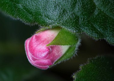 Yumuşak, pembe bir çiçek tomurcuğu yemyeşil yapraklardan çıkar, açmaya hazır..