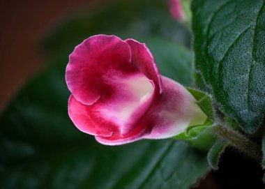 Pembe bir çiçek, yemyeşil yaprakların arasında zarafetle açar..