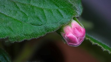 Canlı yeşil yaprakların arasına yerleştirilmiş yumuşak pembe bir tomurcuk doğayı gösteriyor..