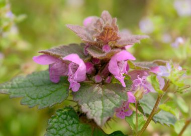 Pembe çiçekler yemyeşil yaprakların arasında açar, doğanın güzelliğini gözler önüne serer.