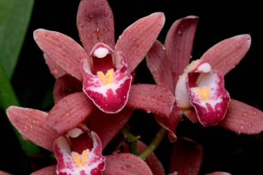 Güzel orkideler renklerle dolup taşıyor. Karmaşık yapraklarını ve çiğ tanelerini sergiliyorlar..