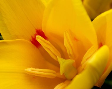 Canlı sarı bir çiçek karmaşık taç yaprakları ve ince kırmızı aksanlar gösterir..