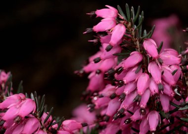 Narin pembe çiçek kümeleri bahar aylarında yeşil yaprakları süslüyor..
