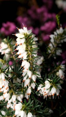 Beyaz ve mor çiçekler huzurlu bir bahçede güzel bir şekilde harmanlanır..