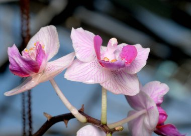 Zarif pembe orkideler canlı bir serada cam altında gelişir..