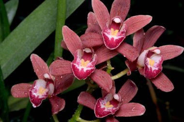 Canlı kırmızı orkideler karmaşık desenler gösterirken çiy gün ışığında parlar..