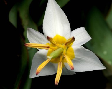 Beyaz yapraklar parlak sarı bir çekirdek etrafında kıvrılır..