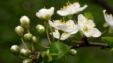 İlkbaharda kiraz çiçekleri açar, doğanın güzelliğini gözler önüne serer.