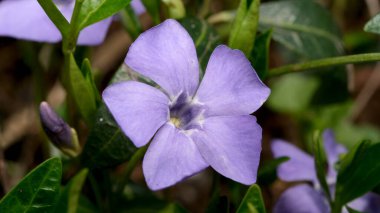 Mor çiçekler yemyeşil yaprakların arasında açar, bahçeyi aydınlatır..