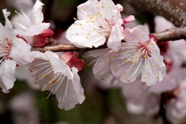 Kiraz çiçekleri bahar güneşinin sıcaklığı altında güzelliklerini sergilerler..