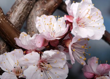 Kiraz çiçekleri ılık bahar güneşinin altında yapraklarını açar..