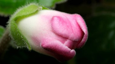 Yumuşak pembe tomurcuk zarif bir şekilde ortaya çıkar, parlak yaprakları ima eder..