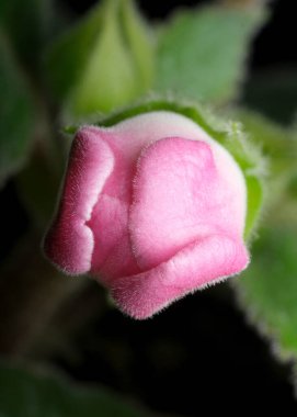 Yumuşak, pembe bir çiçek tomurcuğu yemyeşil yapraklardan çıkar, huzur saçar..