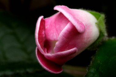 Pembe bir çiçek tomurcuğu sabah ışığında zarifçe açılır..