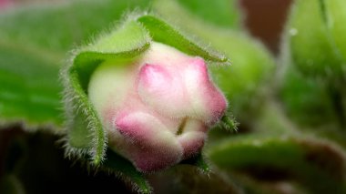 Yakından bakınca yemyeşil ortamda çiçek açmaya hazırlanan büyüleyici bir tomurcuğu ortaya çıkarıyor..