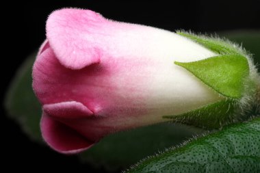 Pembe bir çiçek tomurcuğu, koyu bir arka planda çiçek açmaya hazırlanıyor..