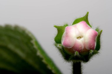 Narin pembe ve beyaz çiçekler baharda yemyeşil yapraklardan çıkar..