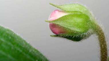 Yumuşak pembe bir çiçek tomurcuğu gün ışığında güzelliğini gözler önüne sermeye hazırlanıyor..